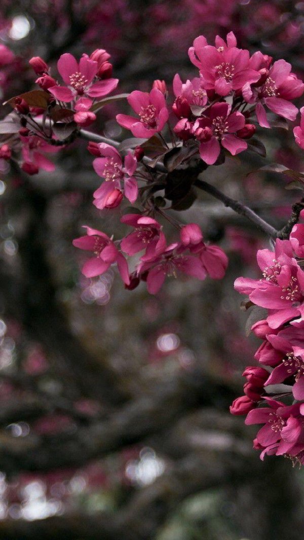 яблоня malus royalty