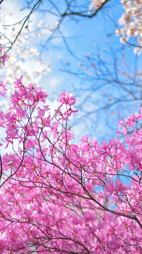 цветение сакуры