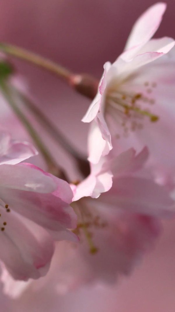 сакура весной