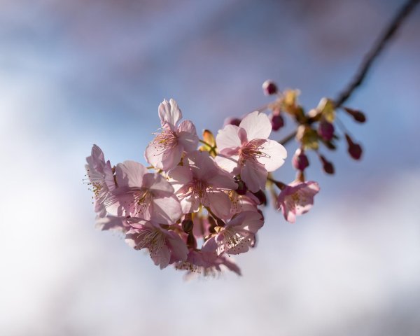 цветет вишня