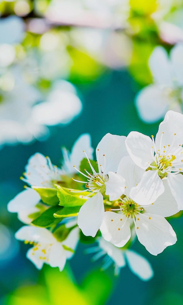 яблони в цвету