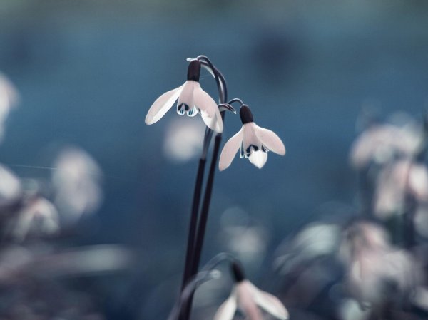 подснежники эстетика