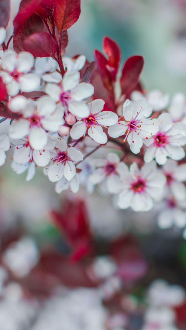 цветущие ветки