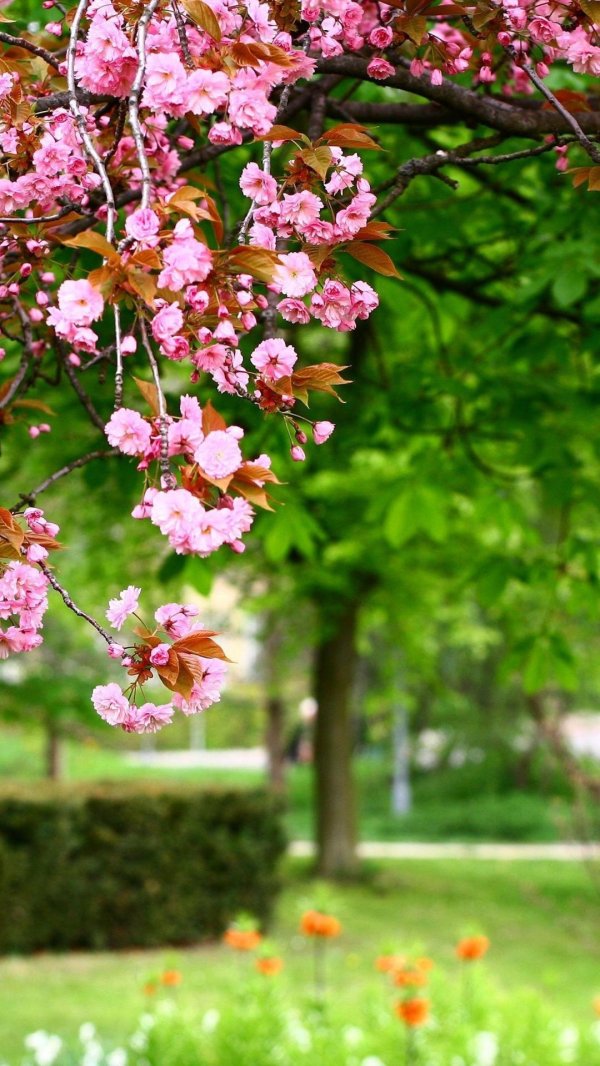 цветут сады