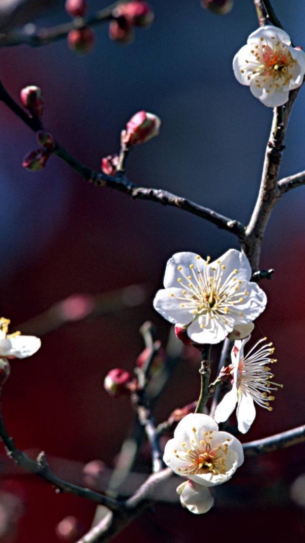 цветущая слива