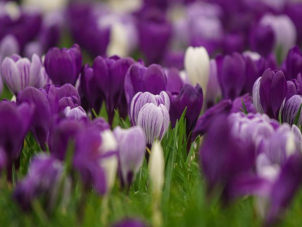 цветок шафран