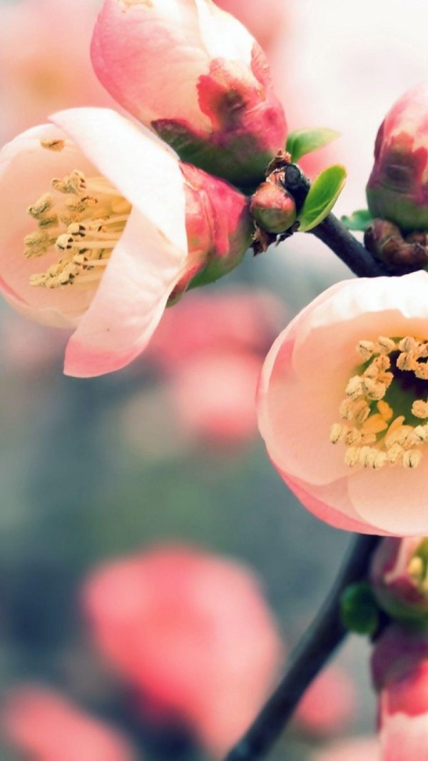 цветы вертикально