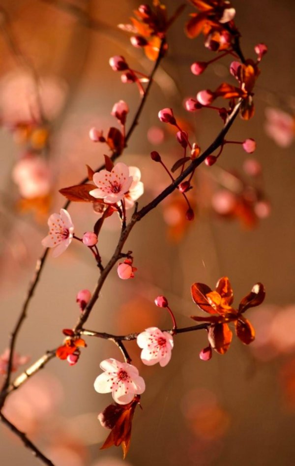 красивая цветок