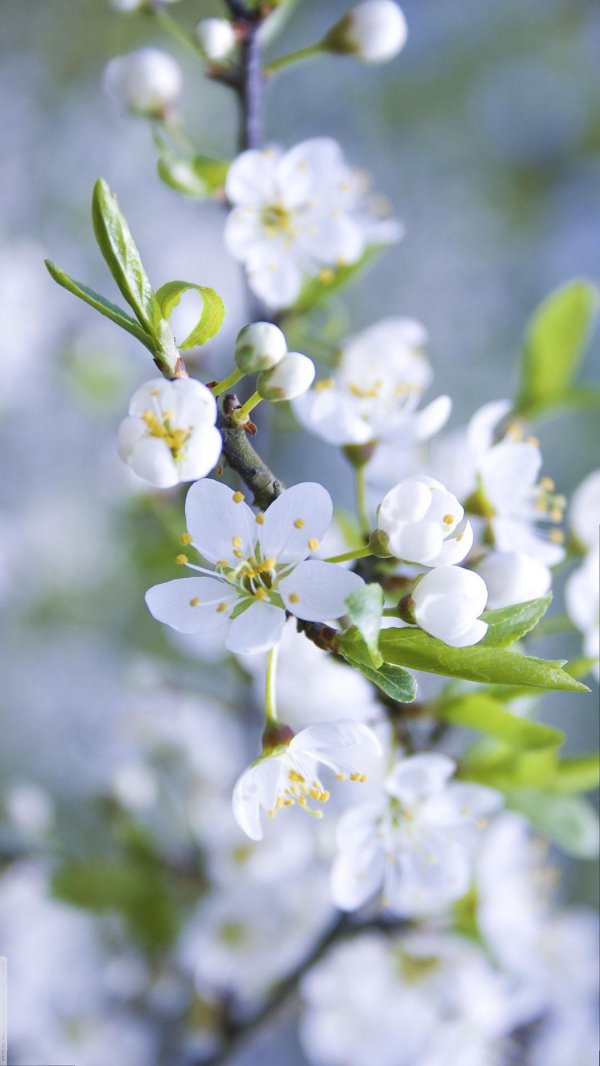 яблони в цвету