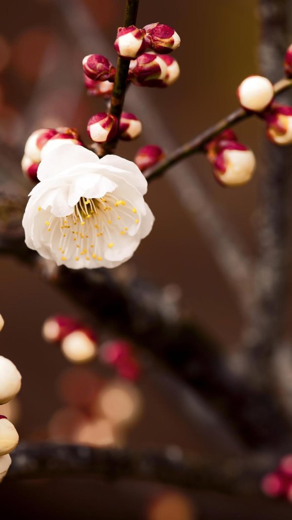 цветущие ветки