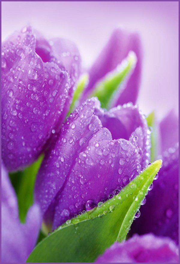 тюльпан сиреневый