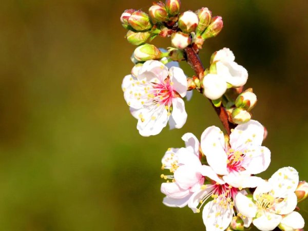 цветение абрикоса