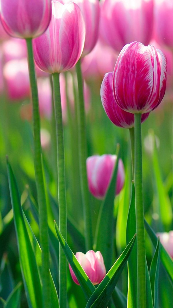 розовые тюльпаны