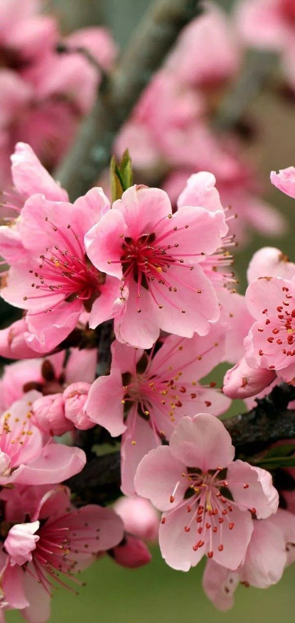 цветение абрикоса