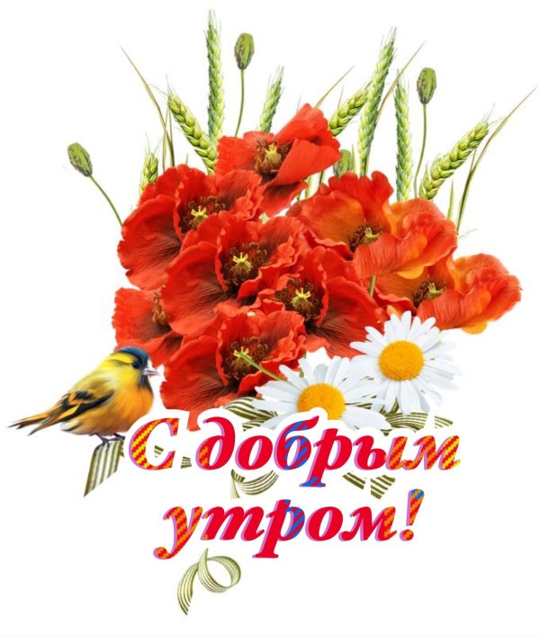 полевые цветы на белом фоне