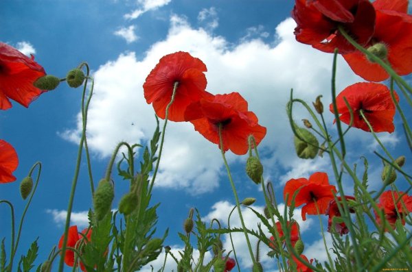 цветки мака