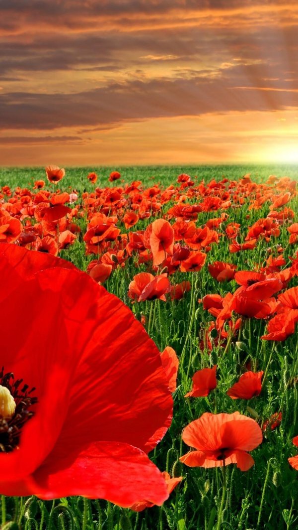 маковое поле