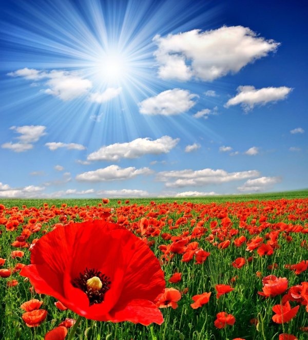 маковое поле