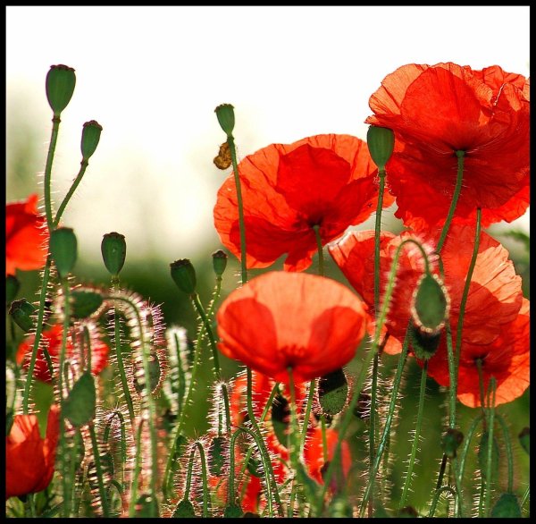 papaver rhoeas true shirley poppy