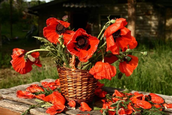 маковый букет