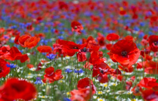 поле красных цветов