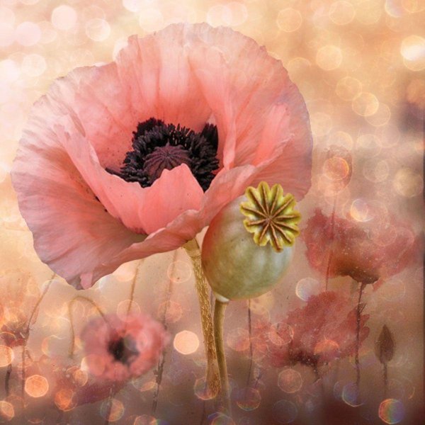 мак helen elizabeth