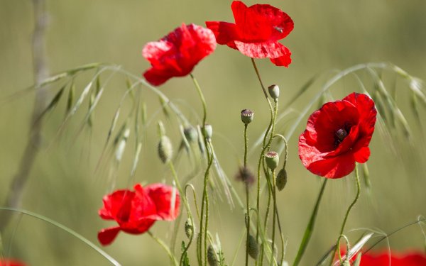 цветки мака