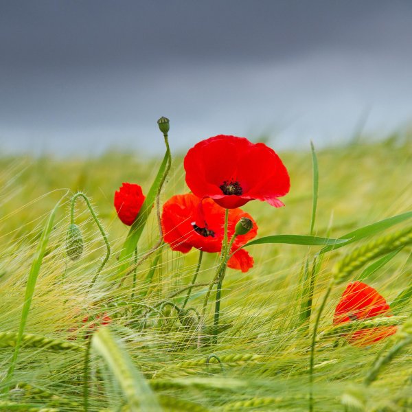 цветки мака