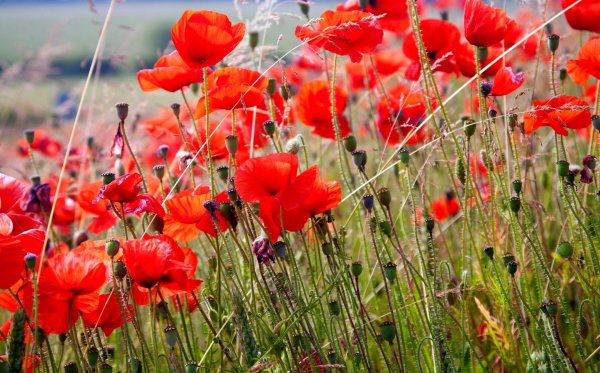 цветки мака