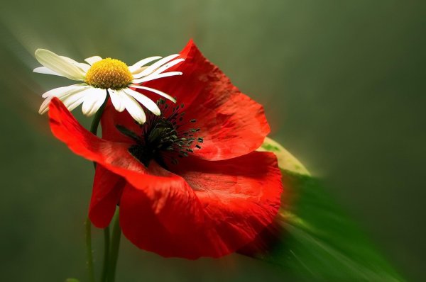 полевой цветок