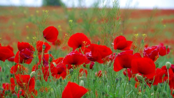 красный мак цветок