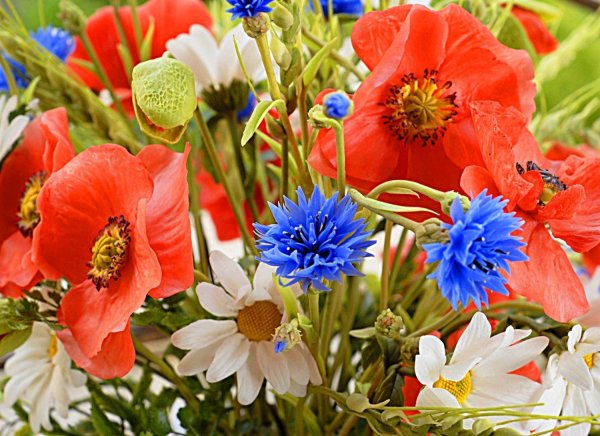 букеты полевых васильков ромашек маков