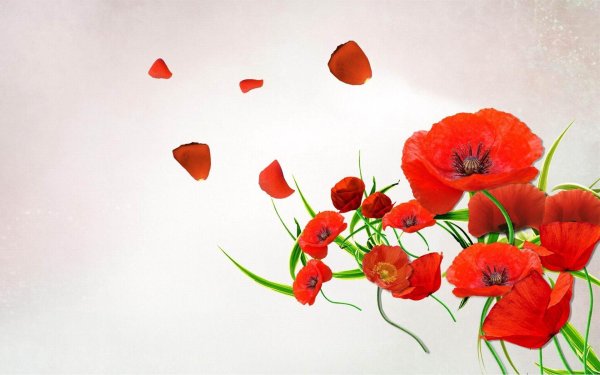 цветки мака