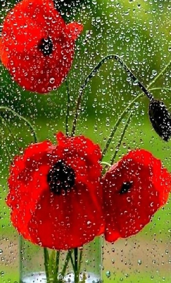 цветы под дождем