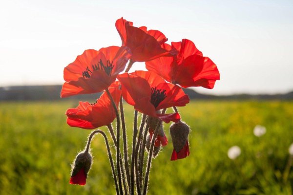 мак полевой максамосейка