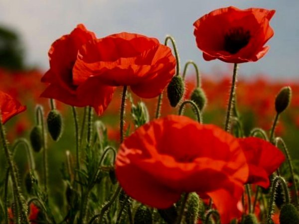 16 июля маков день