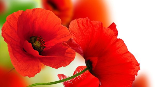 красные цветки