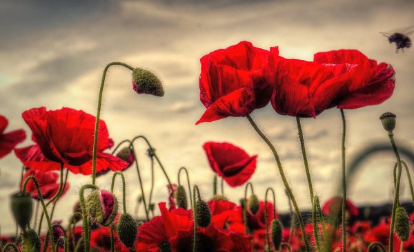 маковое поле