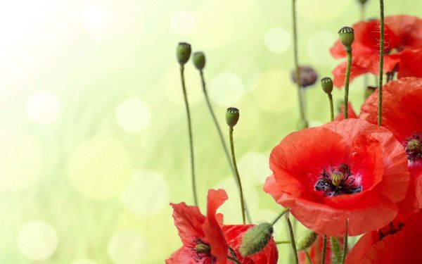 цветки мака