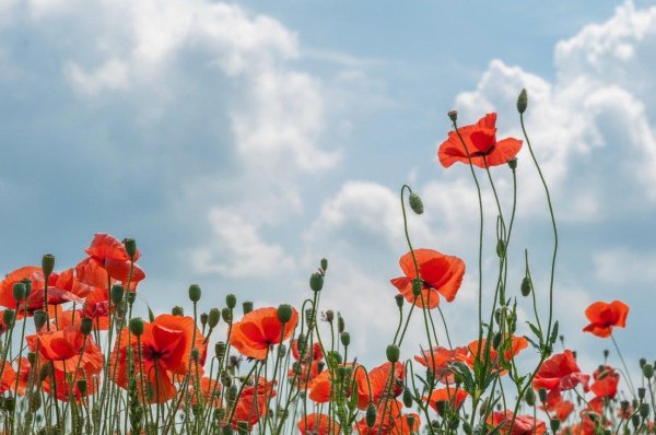 маковое поле