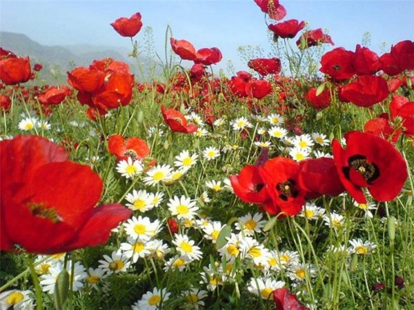 цветок полевой