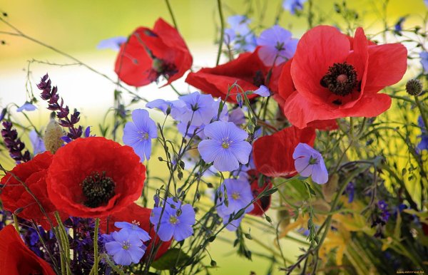 цветок полевой