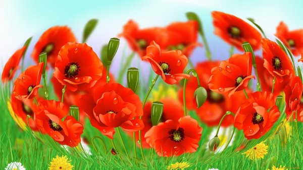 цветки мака