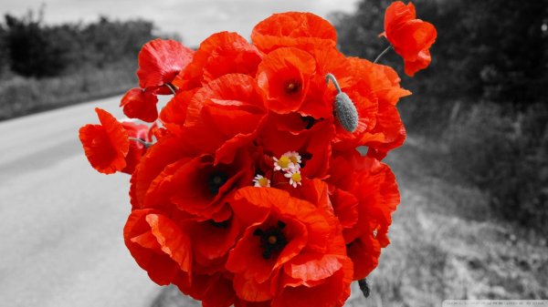 красный мак цветок
