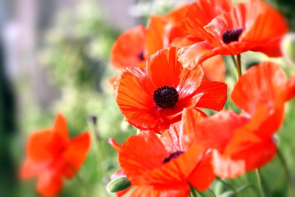 мак восточный papaver orientale