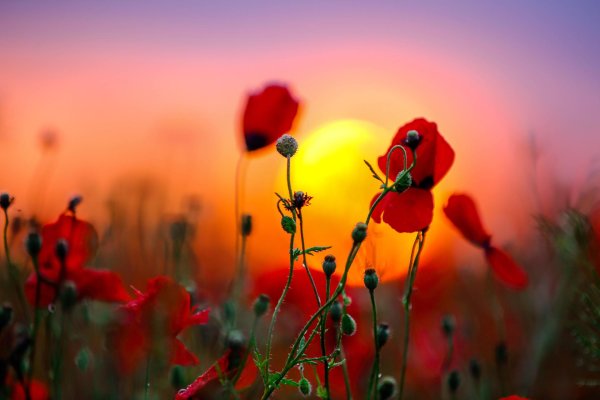 цветы закат