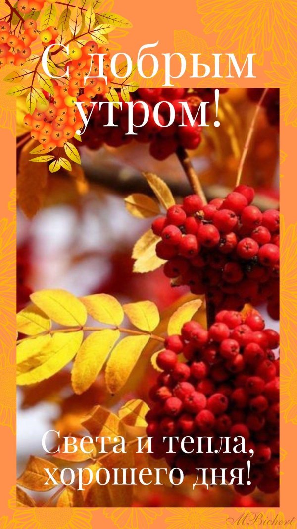 осенняя рябина