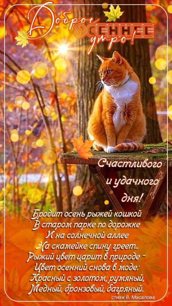 осенний котик стихи