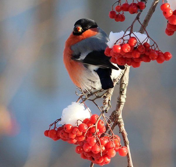 желтоспинный снегирь