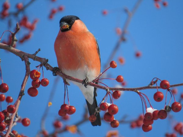уральский снегирь